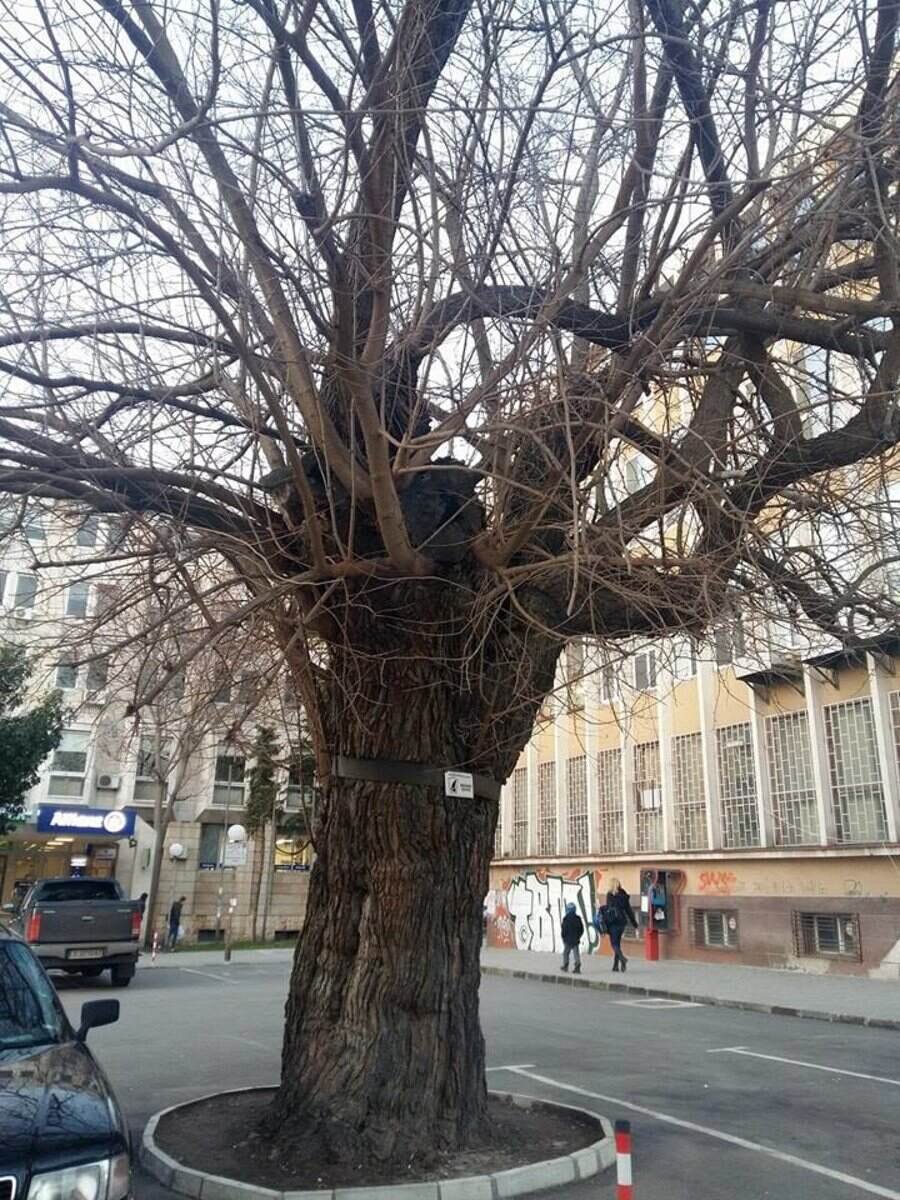 Вековно дърво - Ямбол