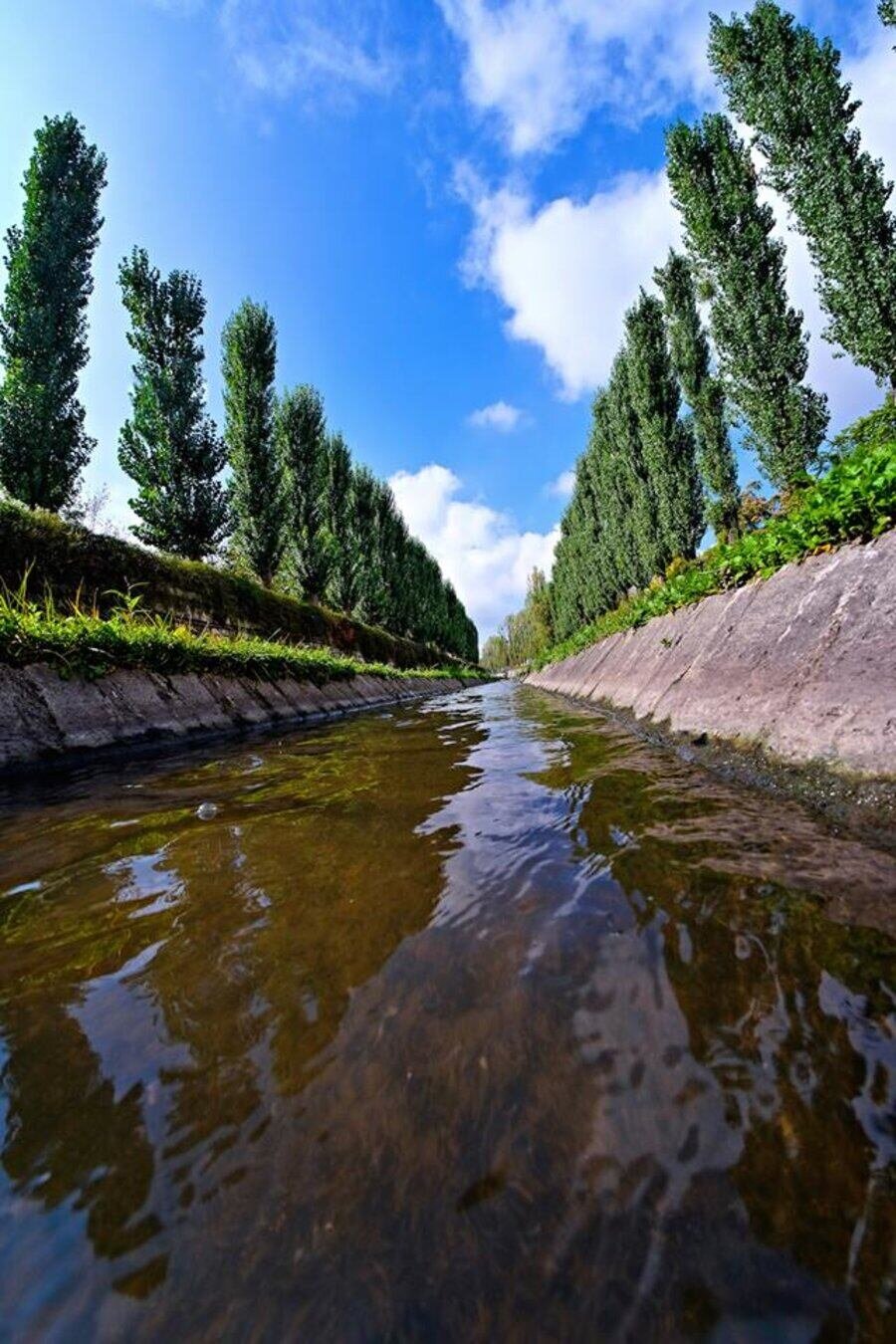 Тополите в Хасково