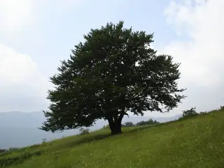 Курортно селище Панагюрски колонии